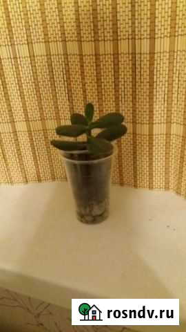 Денежноедерево,толстянкаили крассула Динская - изображение 1