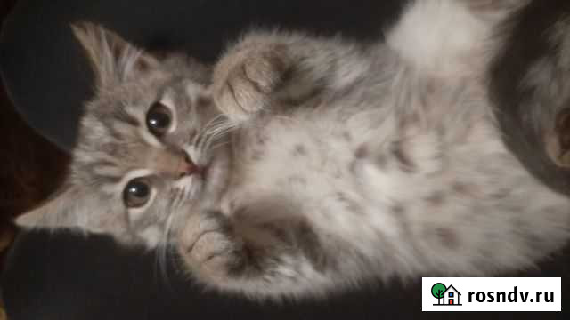 Юный мышелов Алексеевка - изображение 1