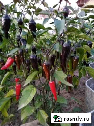 Перец острый Клинцы - изображение 1