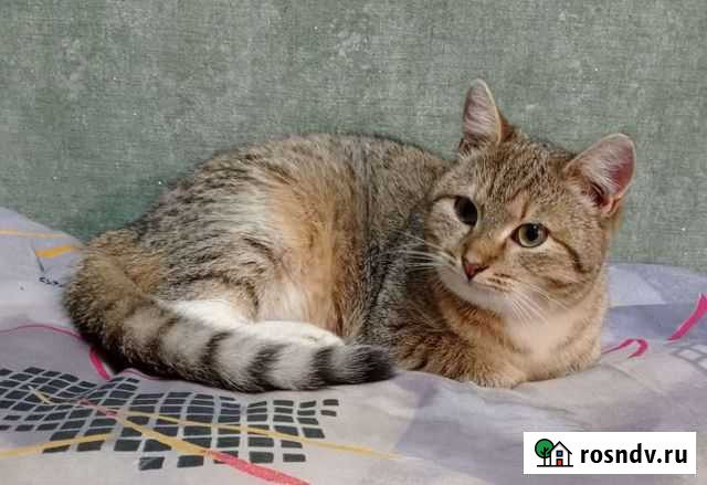 Злата Елец - изображение 1