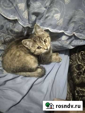 Котенок Мытищи - изображение 1