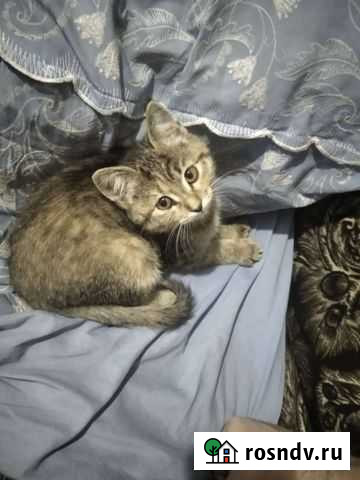 Котенок Мытищи - изображение 1