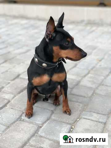 Вязка цвергпинчер Симферополь - изображение 1