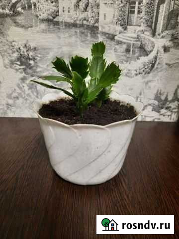 Цветок Декабрист/рождественник белый Балашиха - изображение 1