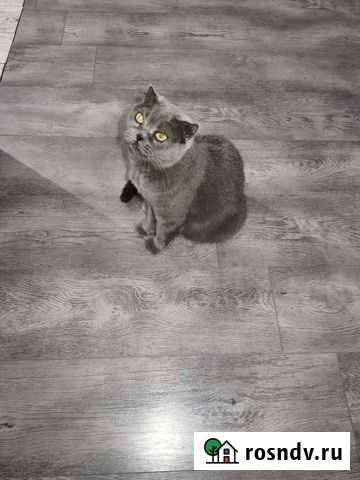 Британская кошка Нальчик - изображение 1