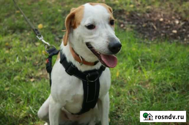 Метис гончей Лола из приюта в добрые руки Красногорск - изображение 1