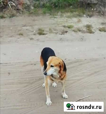 Русская гончая кобель Лиски - изображение 1