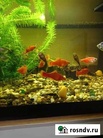Рыбки и креветки для аквариума Крымск - изображение 1
