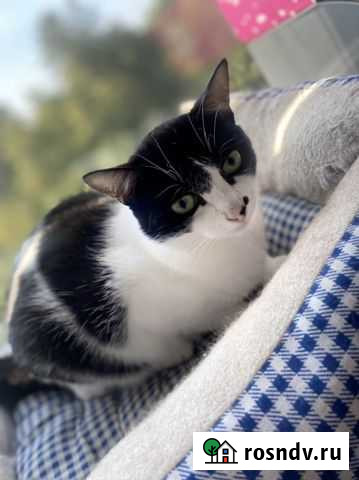 Кошечка в добрые руки Балашиха - изображение 1
