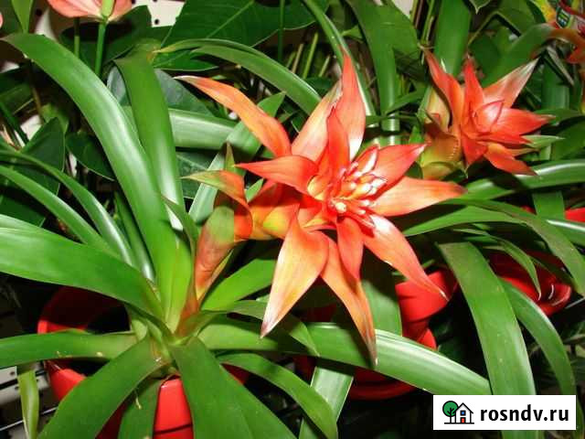 Гузмания Брянск - изображение 1