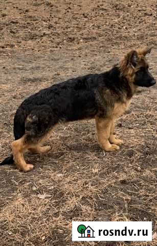 Длинношерстные щенки немецкой овчарки Сызрань - изображение 1