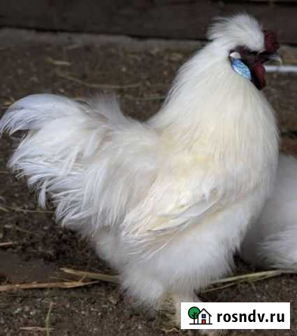 Петух Екатеринбург - изображение 1