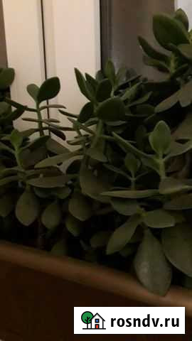 Толстянка Луга - изображение 1