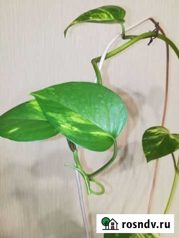 Комнатное растение эпипремнум золотистый (лиана) Калуга - изображение 1