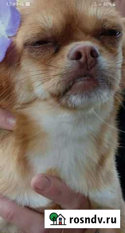 Пекинес смесь с той терьером Юровка - изображение 1