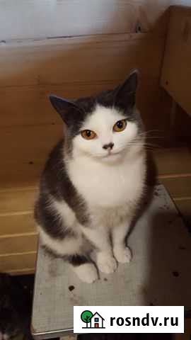 Кошка Чехов - изображение 1