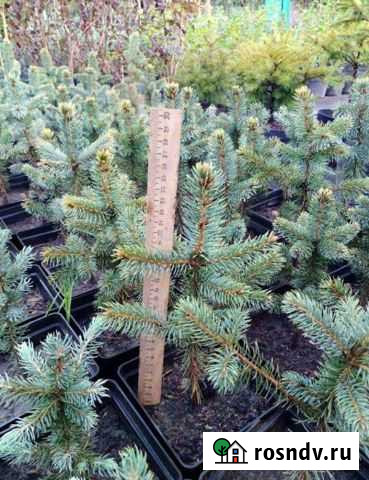 Ель Сочи - изображение 1