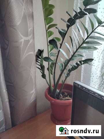 Замиокулькас (долларовое дерево) высотой 1м Грибановский - изображение 1