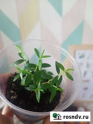 Мирт Саранск - изображение 1