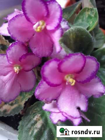 Фиалка Североуральск - изображение 1