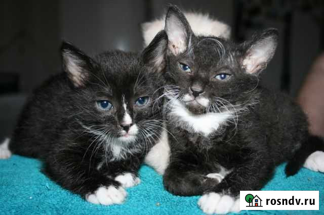Котята донского сфинкса(браш) 1 мес Екатеринбург - изображение 1