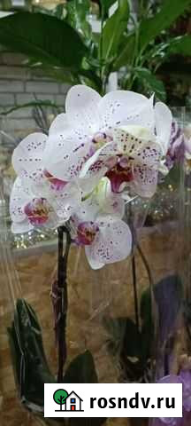 Орхидеи Кинешма - изображение 1
