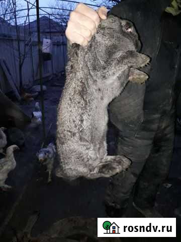 Кролики Аргун - изображение 1