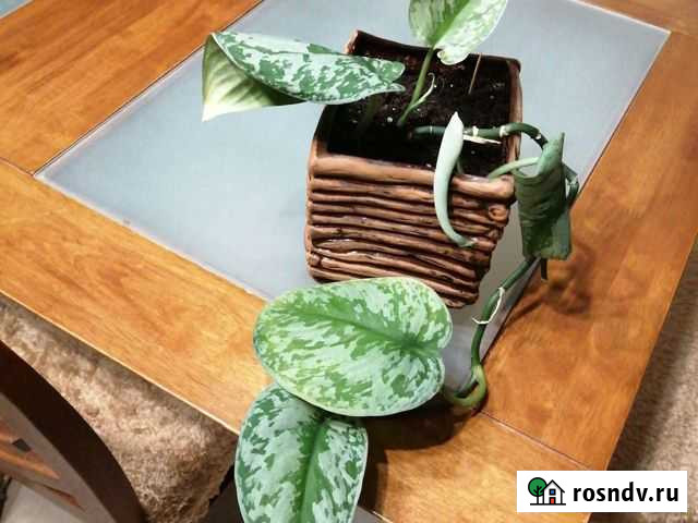 Цветок Серов - изображение 1