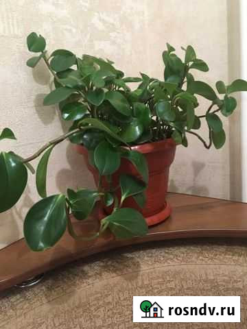 Цветок Махачкала - изображение 1