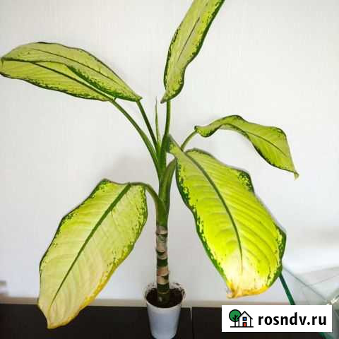 Диффенбахия Лиски - изображение 1