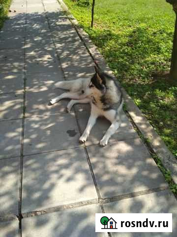 Кабель хаски для вязки Раменское - изображение 1