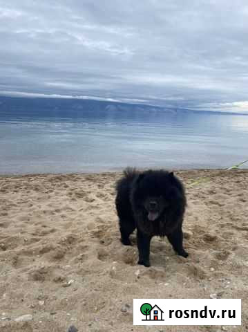 Чау-чау Ангарск - изображение 1