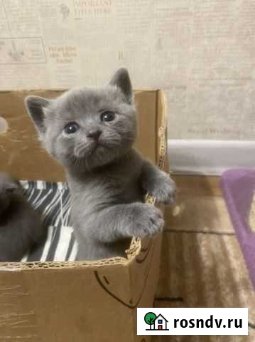 Шотландский котенок Троицк - изображение 1