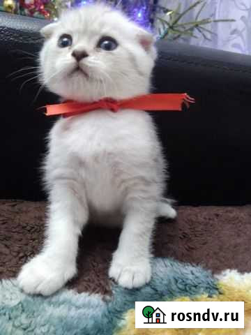 Кошка Курск - изображение 1