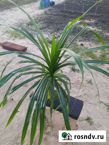 Панданус пальма винтовая Тюмень - изображение 1