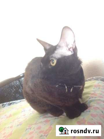 Жених на вязку. Донской сфинкс брашевый Альметьевск - изображение 1