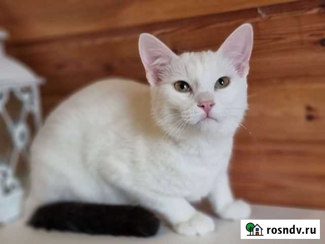 Котёнок спасенный с Алтая ищет дом в Новосибирске Новосибирск - изображение 1