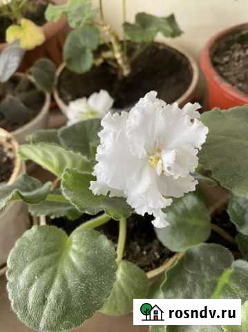 Цветы фиалки Майкоп - изображение 1