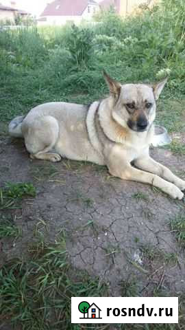 Собаки в добрые руки Ростов-на-Дону - изображение 1