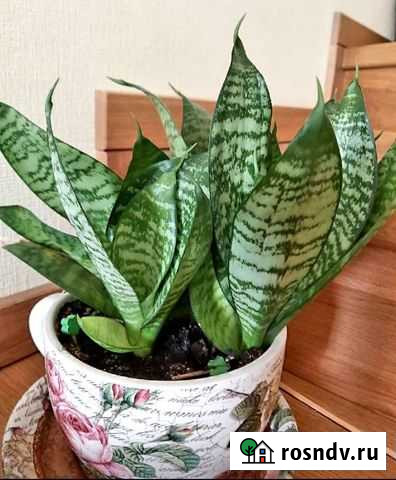 Сансевиерия, щучий хвост Тверь - изображение 1