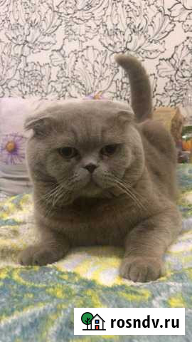 Котик на вязку Краснодар - изображение 1