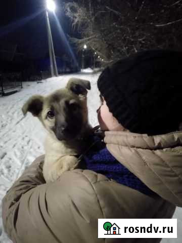 Собака, сучка Курск - изображение 1