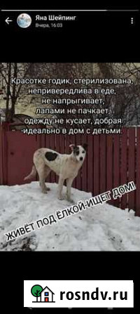 Собака в добрые руки Октябрьский - изображение 1