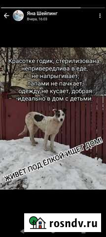 Собака в добрые руки Октябрьский - изображение 1