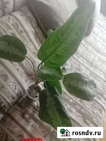 Аглаонема Кемерово - изображение 1