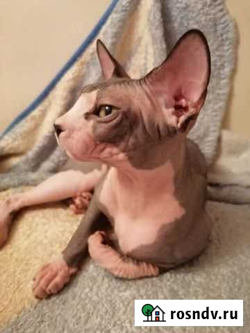 Канадский сфинкс вязка Рязань - изображение 1