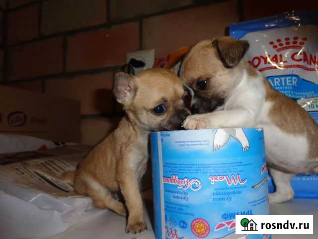 Четыре сыночка и лапочка дочка Чалтырь - изображение 1