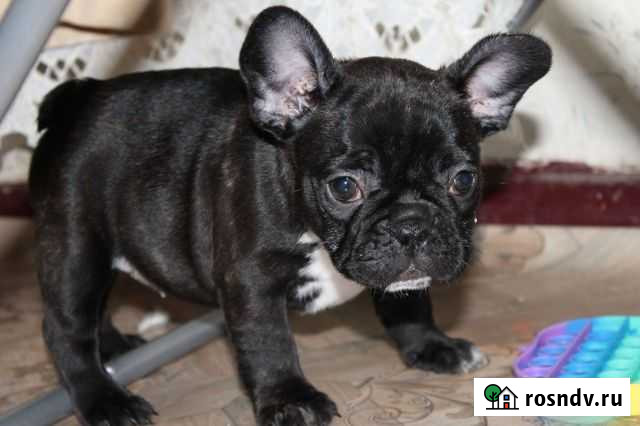 Французский бульдог Багаевская - изображение 1