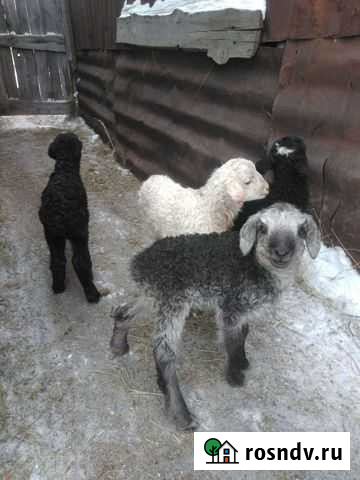 Ягнята недельные Магнитогорск - изображение 1