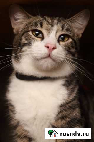 Кастрированный кот, приученный к лотку Белгород - изображение 1